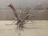画像: 珍しい流木　ホワイトブランチウッド　5番　神戸店在庫　　