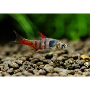 画像: Black Friday WILD バルブス ヤエ 1匹 神戸店在庫