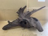 画像: 珍しい流木　ホーンウッド　19番　神戸店在庫　　