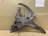 画像: 珍しい流木　ホーンウッド　27番　神戸店在庫　　