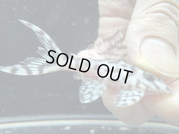 画像1: Black Friday　良血　国産ブリード　L236　リアルメガクラウンゼブラ　スーパーホワイト　1番　神戸店在庫　