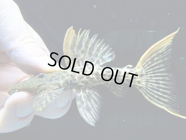 画像1: 極美個体　スーパーレッドタイタニックトリム　f-1　神戸店在庫