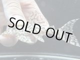 画像: 周年特価品　即戦力　インドネシアブリード　L236　リアルメガクラウンゼブラ　k-12　神戸店在庫　