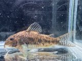 画像: WILD　コリドラス　ノルディスティーニョ　ブラジル北東部　5番　神戸店在庫