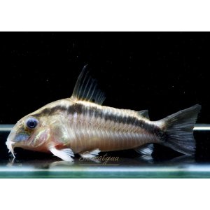 画像: Black Friday コリドラス ショートノーズスーパーアークアタス 1匹 神戸店在庫