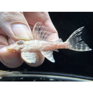 画像: Black Friday　若親サイズ　L-333　アルビノゴールデンキングロイヤル　5番　神戸店在庫　