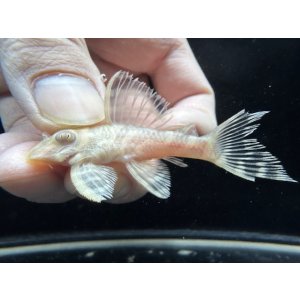 画像: Black Friday　若親サイズ　L-333　アルビノゴールデンキングロイヤル　13番　神戸店在庫　