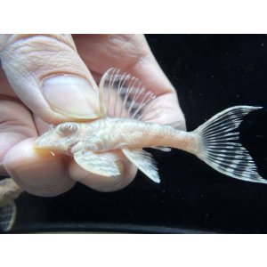 画像: Black Friday　若親サイズ　L-333　アルビノゴールデンキングロイヤル　7番　神戸店在庫　