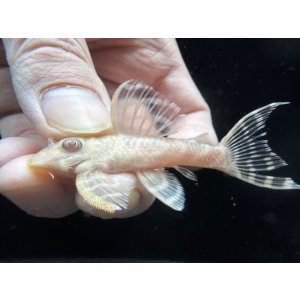 画像: Black Friday　若親サイズ　L-333　アルビノゴールデンキングロイヤル　8番　神戸店在庫　