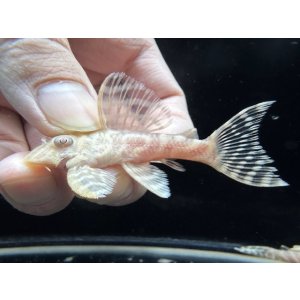 画像: Black Friday　若親サイズ　L-333　アルビノゴールデンキングロイヤル　2番　神戸店在庫　