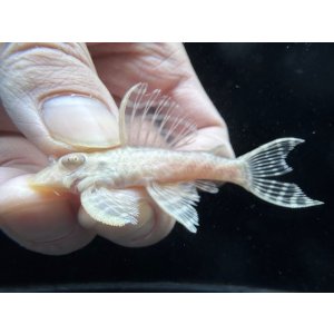 画像: Black Friday　若親サイズ　L-333　アルビノゴールデンキングロイヤル　15番　神戸店在庫　