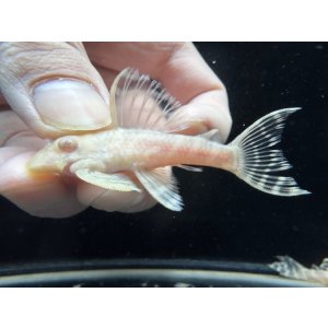 画像: Black Friday　若親サイズ　L-333　アルビノゴールデンキングロイヤル　12番　神戸店在庫　