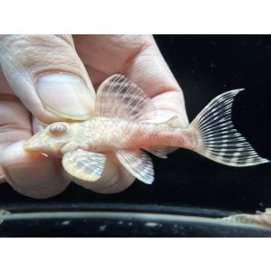 画像: Black Friday　若親サイズ　L-333　アルビノゴールデンキングロイヤル　1番　神戸店在庫　