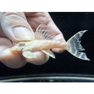 画像: Black Friday　若親サイズ　L-333　アルビノゴールデンキングロイヤル　14番　神戸店在庫　