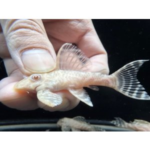 画像: Black Friday　若親サイズ　L-333　アルビノゴールデンキングロイヤル　3番　神戸店在庫　