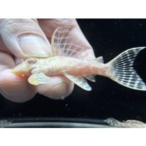 画像: Black Friday　若親サイズ　L-333　アルビノゴールデンキングロイヤル　10番　神戸店在庫　