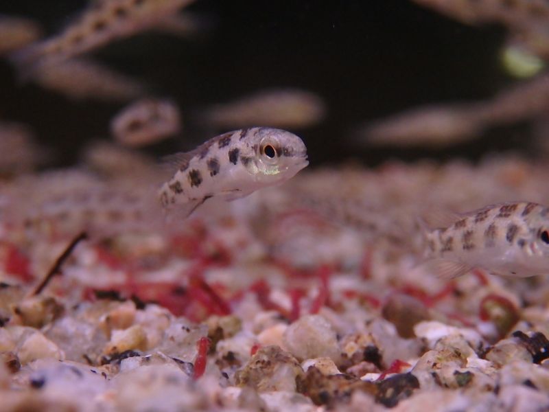 画像: チェッカーボードシクリッド　1匹　神戸店在庫！