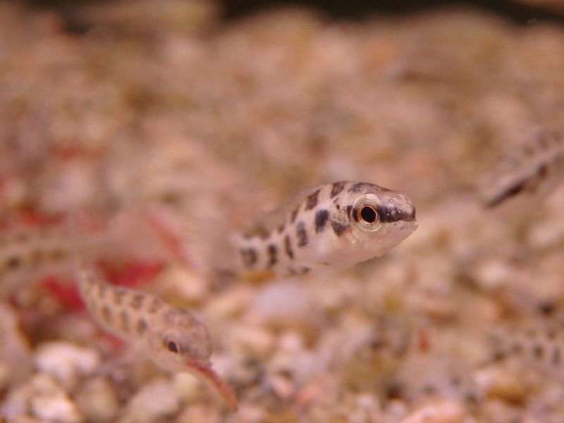 画像1: チェッカーボードシクリッド　1匹　神戸店在庫！