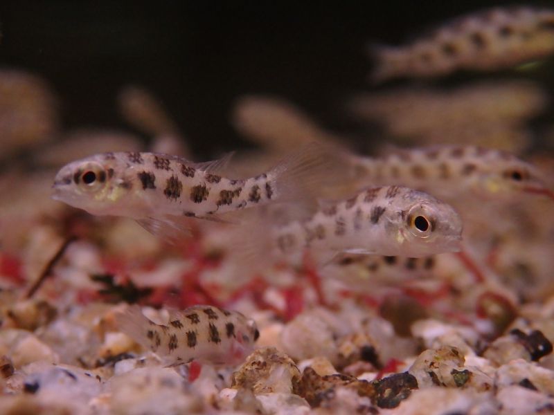 画像: チェッカーボードシクリッド　1匹　神戸店在庫！