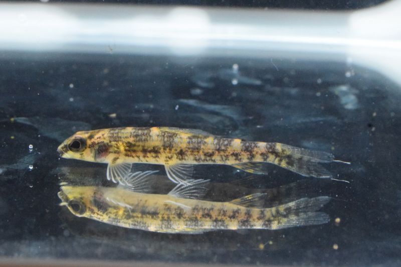 画像: Black Friday　 WILD　ブラウンジェットダータ・テトラ　3匹　神戸店在庫