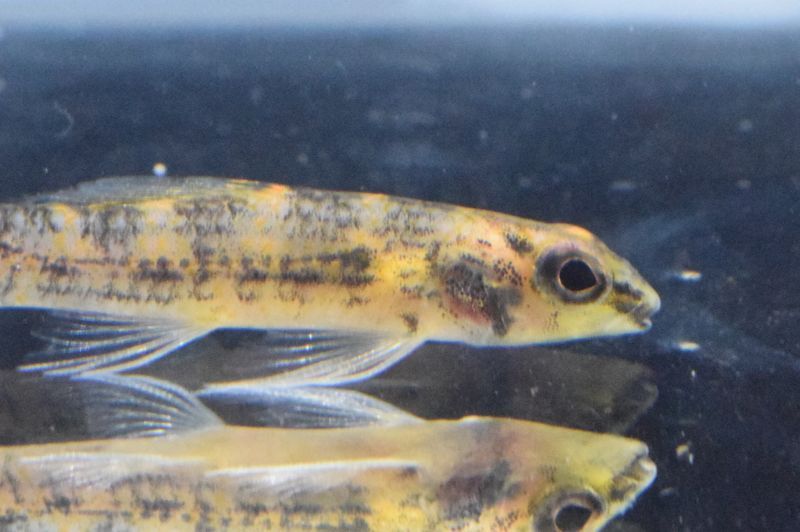 画像: Black Friday　 WILD　ブラウンジェットダータ・テトラ　3匹　神戸店在庫