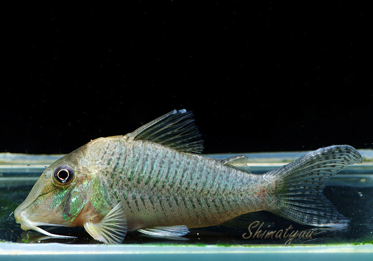 画像1: 限定特価品　コリドラス　ロングノーズルイーザ　1匹　神戸店在庫