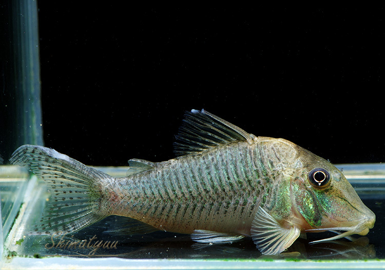 画像: 限定特価品　コリドラス　ロングノーズルイーザ　1匹　神戸店在庫