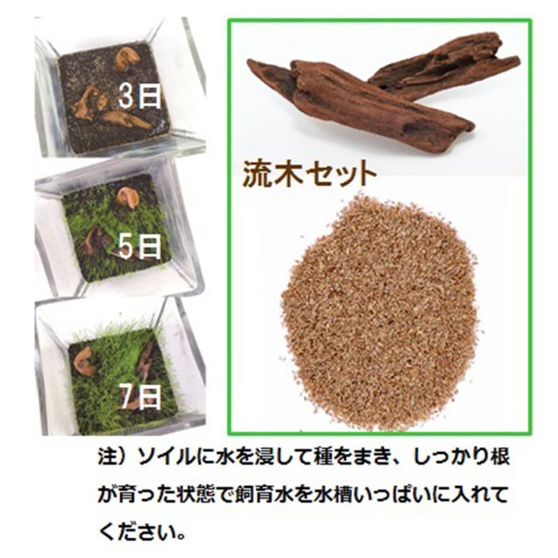 画像: 初回限定価格！　育てる水草の種　ストレートヘアー＆流木　神戸店在庫　