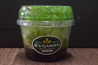 新商品 B S Garden カップ入り水草 ホトンギ 神戸店在庫 Aqua F