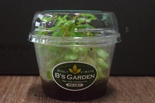 新商品 B S Garden カップ入り水草 セイロンロタラ 神戸店在庫 Aqua F