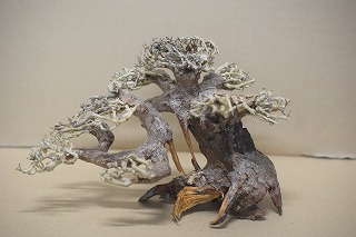 画像1: 特価品　水景BONSAI　五葉松　神戸店在庫　　