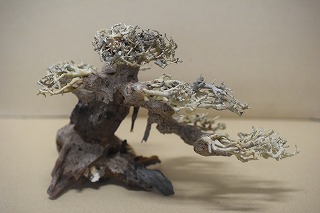 画像: 特価品　水景BONSAI　五葉松　神戸店在庫　　