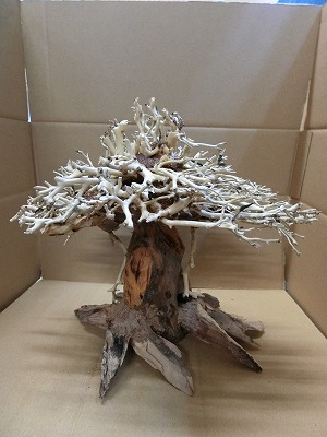 画像: 特価品　水景BONSAI　榕樹(がじゅまる)　Ｌサイズ　神戸店在庫　　