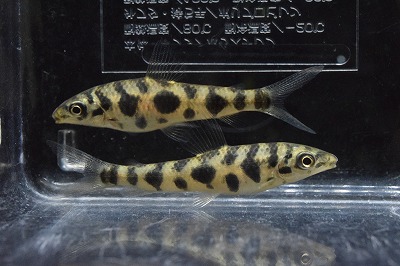 画像: 売切り特価品　レア！　レポリヌス octomaculatus　1匹　神戸店在庫