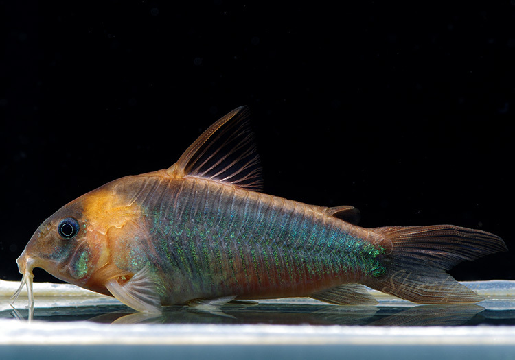 画像1: Black Friday　コリドラス　スーパーエクエス　1匹　神戸店在庫