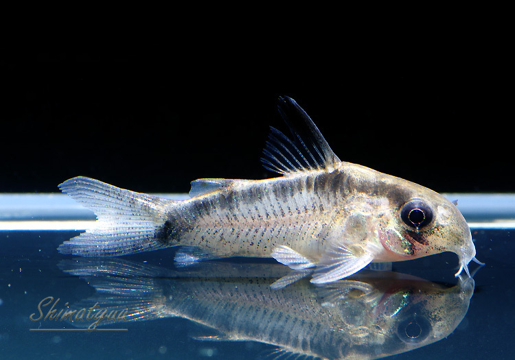 画像: Black Friday　コリドラス　ニューエヴェリナエ　1匹　神戸店在庫