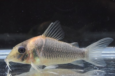 画像1: 限定特価品　コリドラス　セミロングノーズルイーザ　1匹　神戸店在庫