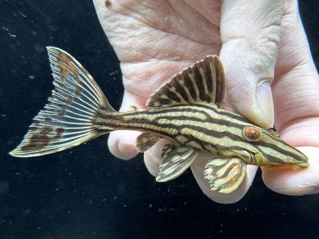 画像: 人気魚　プラチナロイヤルプレコ　1匹　神戸店在庫