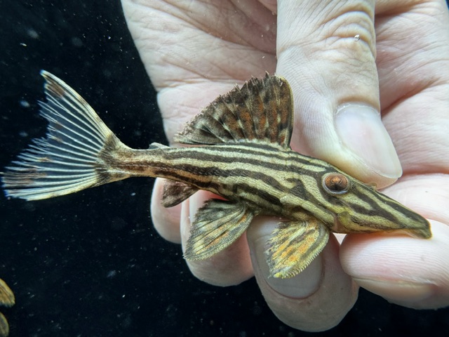 画像: 人気魚　プラチナロイヤルプレコ　10番　神戸店在庫