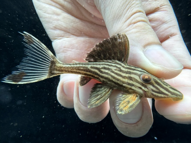 画像: 人気魚　プラチナロイヤルプレコ　11番　神戸店在庫