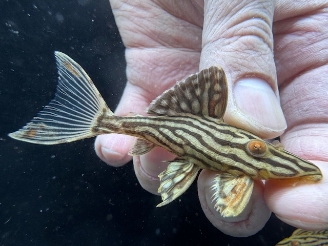 画像: 人気魚　プラチナロイヤルプレコ　2番　神戸店在庫