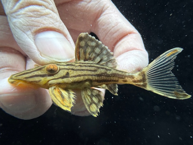 画像1: 人気魚　プラチナロイヤルプレコ　2番　神戸店在庫