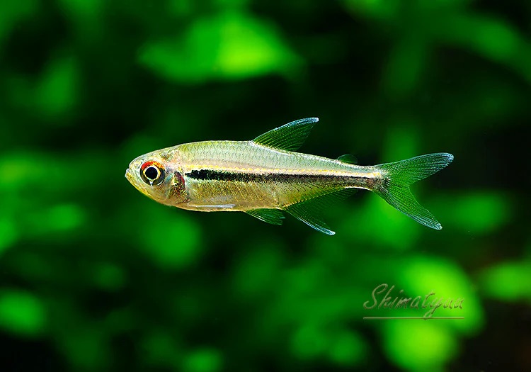 画像1: 月末特価品　WILD　ハイフェソブリコン　カントウイ　マイカ湖支流　1匹　神戸店在庫