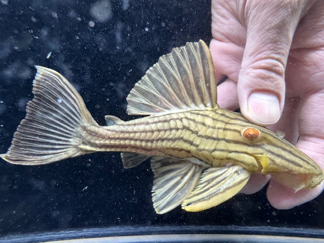 画像: ミドルサイズ　人気魚　プラチナロイヤルプレコ　2番　神戸店在庫