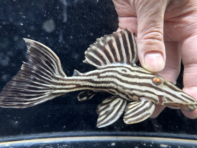 画像: ミドルサイズ　人気魚　プラチナロイヤルプレコ　1番　神戸店在庫