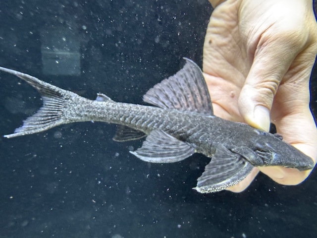 画像1: Black Friday　珍種　GOODサイズ　フォークテールパナクエ　1番　神戸店在庫