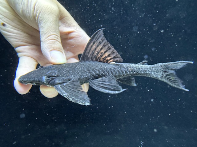 画像: Black Friday　珍種　GOODサイズ　フォークテールパナクエ　1番　神戸店在庫