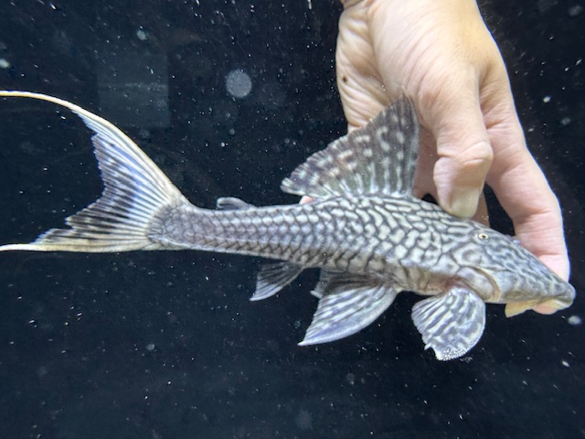 画像: 珍種　GOODサイズ　ホワイトテールアカリエスピーニョ　3番　神戸店在庫