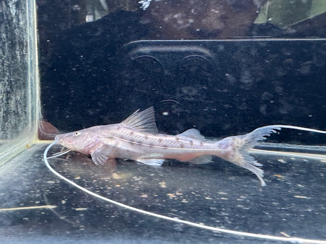 画像: GOODサイズ　ピライーバ　約12〜15cm　1匹　神戸店在庫