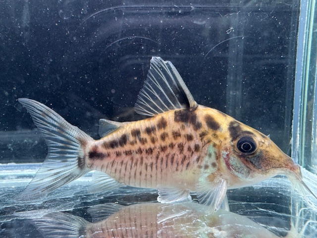 画像: Black Friday　WILD　コリドラス　ロングノーズエヴェリナエ　コロンビア　k-2 　神戸店在庫